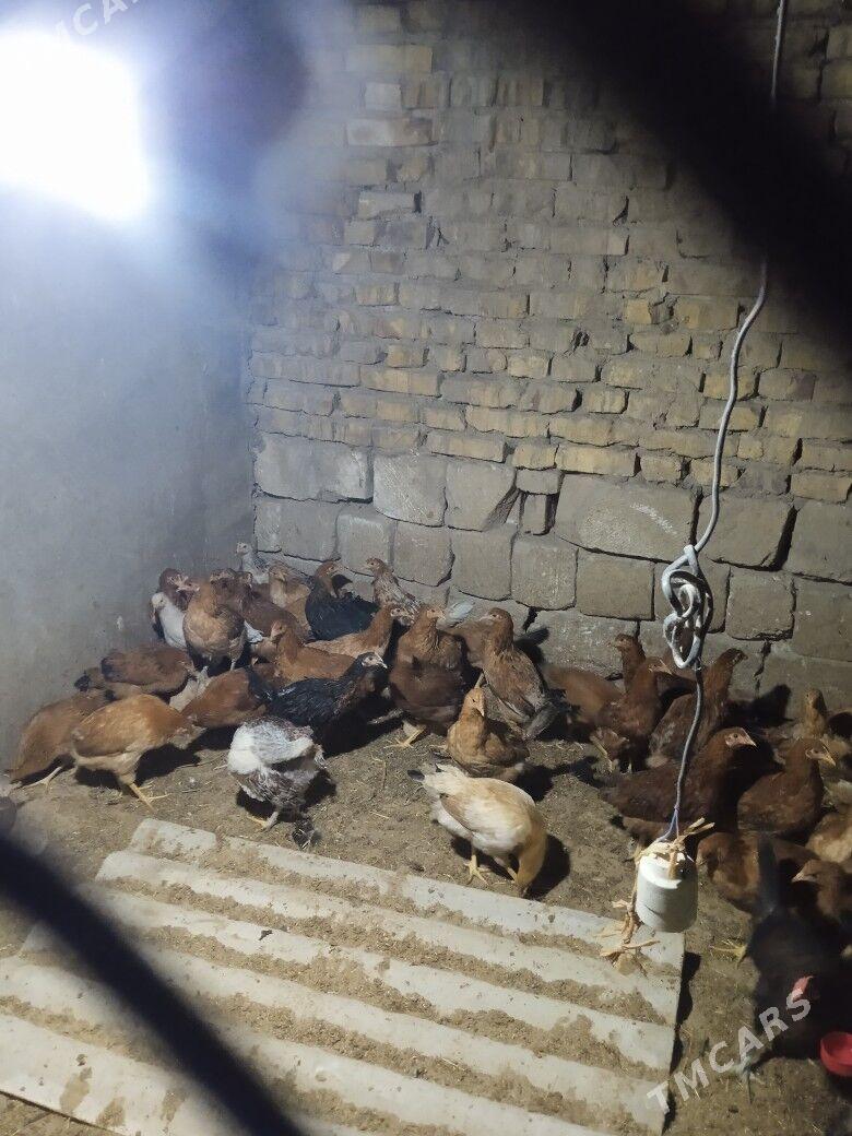 towuk - Тагтабазар - img 4