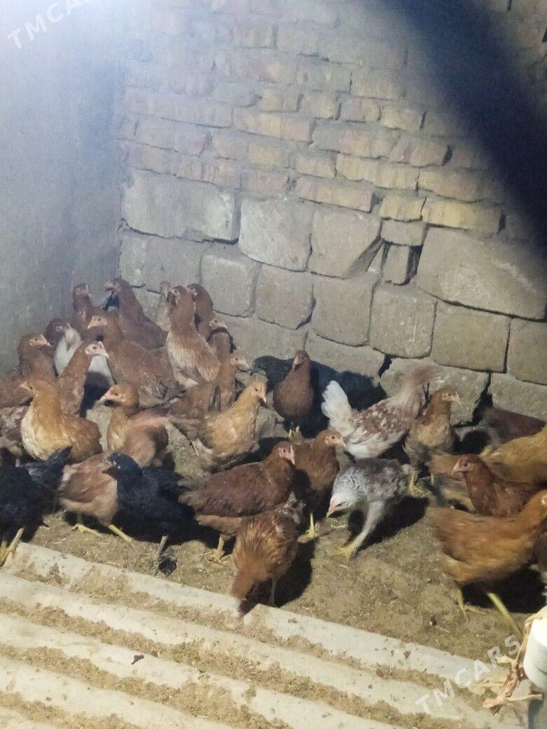 towuk - Тагтабазар - img 2