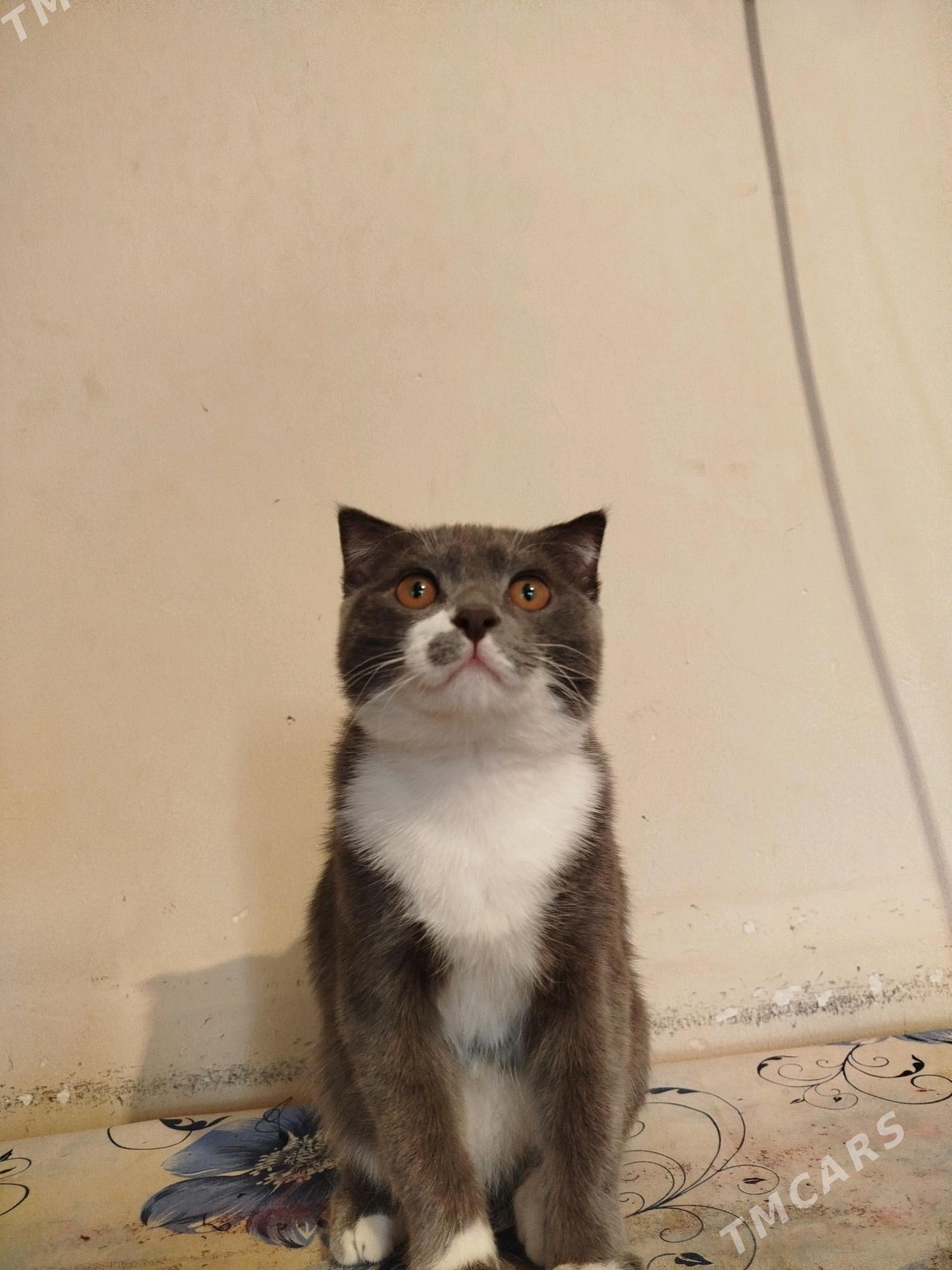 pişik - Änew - img 2