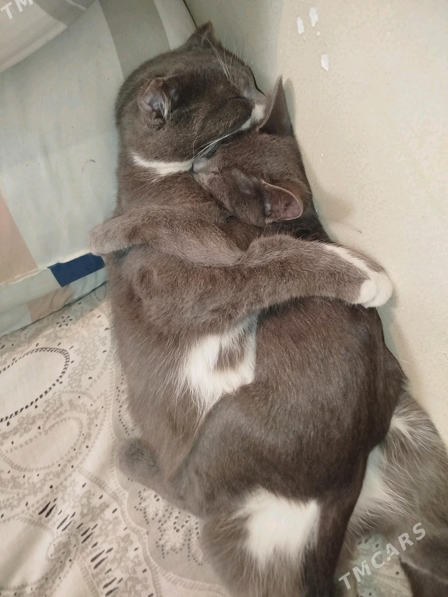 pişik - Änew - img 3