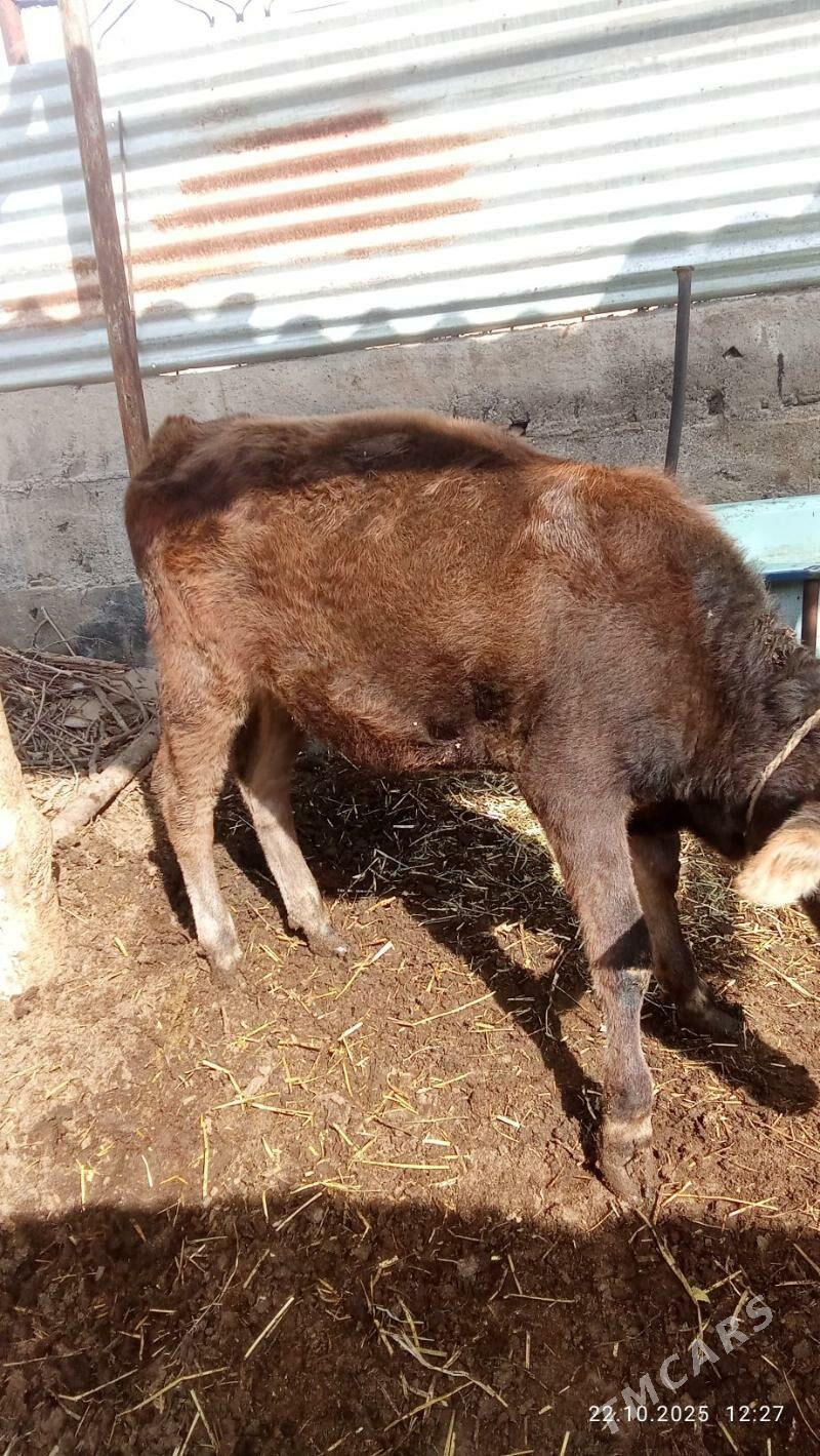 tuwe - Ýaşlyk - img 2