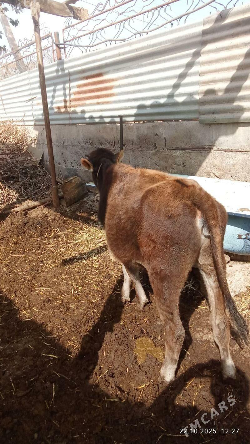 tuwe - Ýaşlyk - img 1