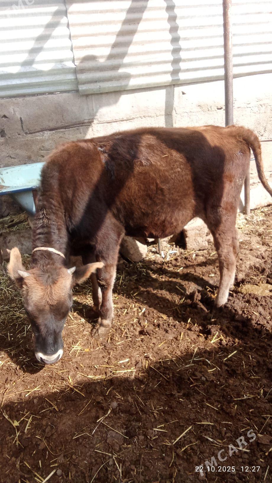 tuwe - Ýaşlyk - img 4