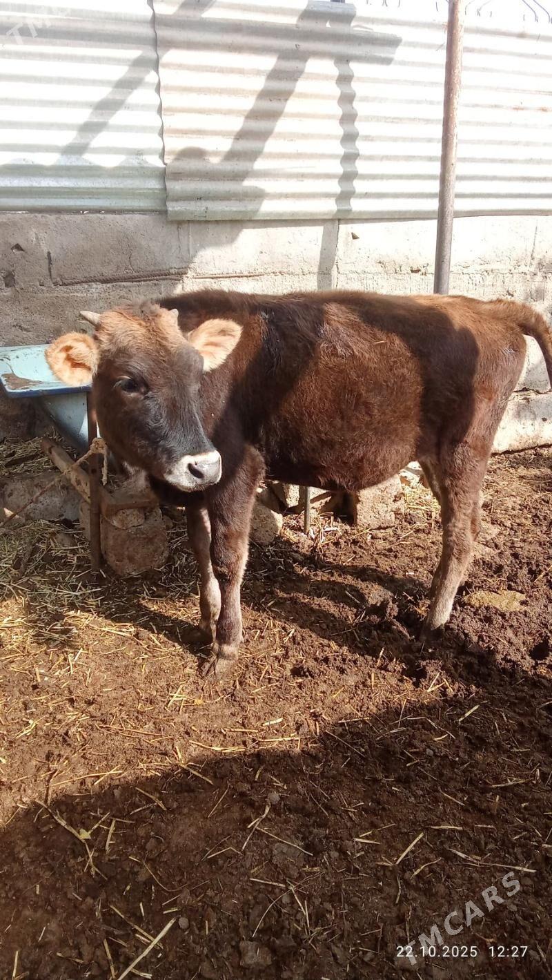 tuwe - Ýaşlyk - img 3