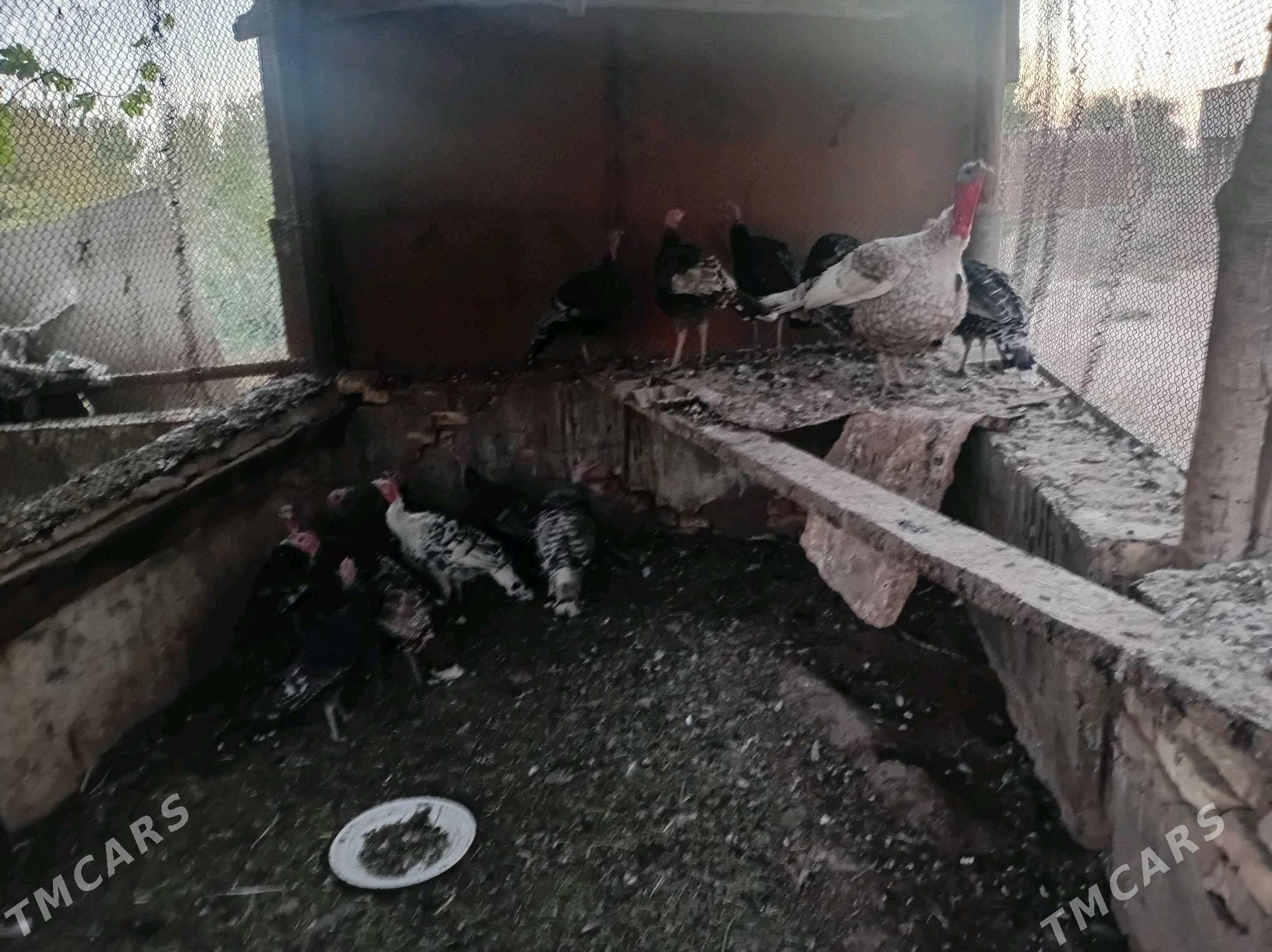 Induk - Türkmengala - img 3