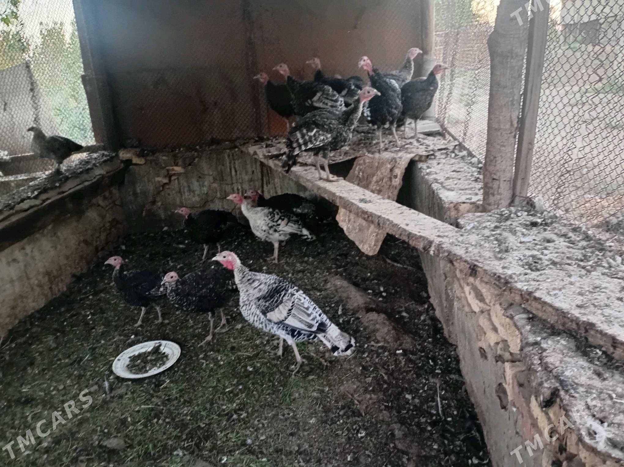 Induk - Türkmengala - img 4