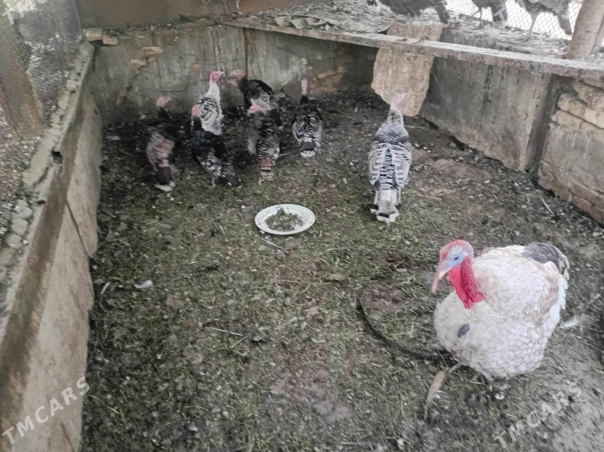 Induk - Türkmengala - img 1