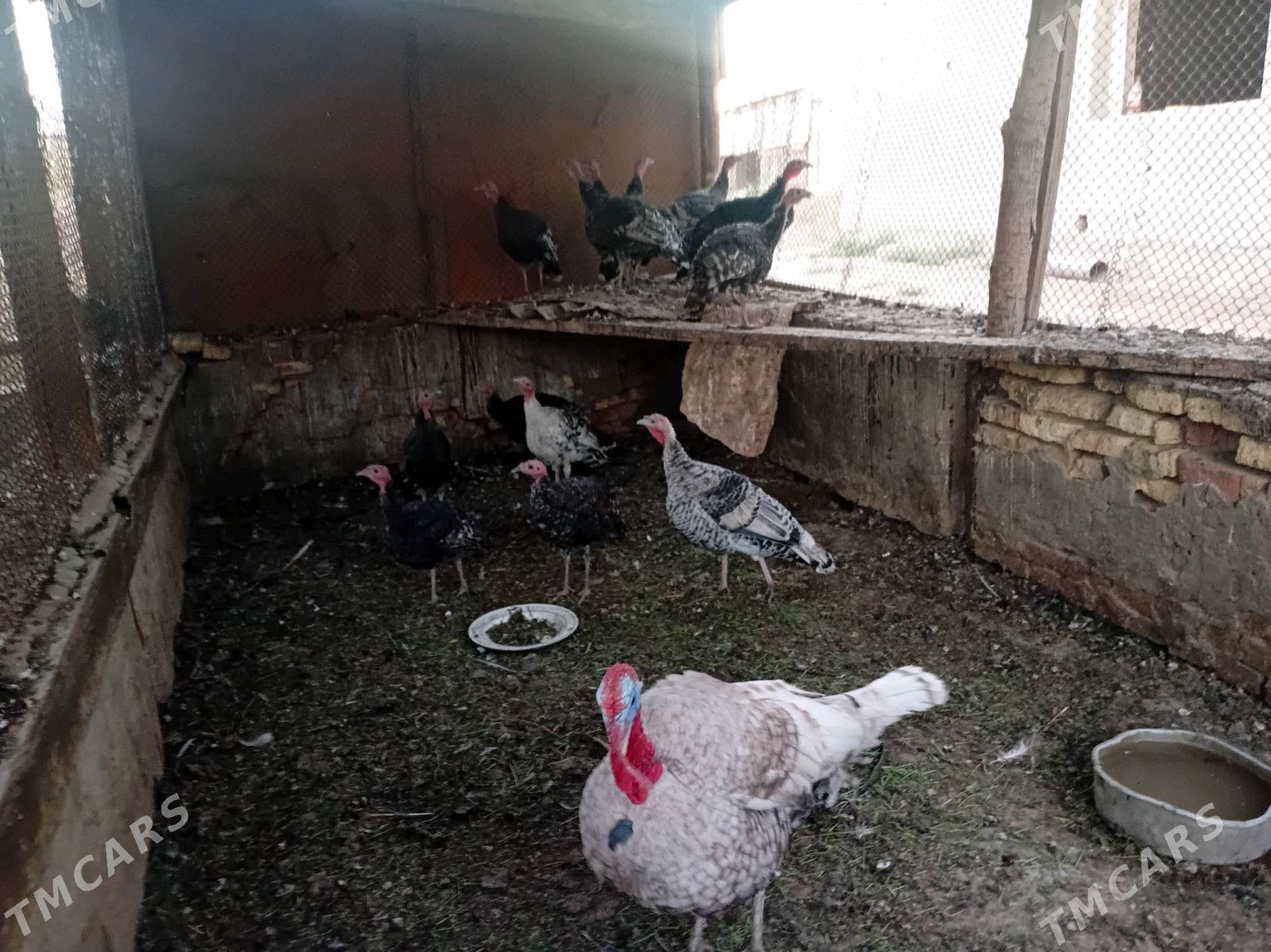 Induk - Türkmengala - img 5