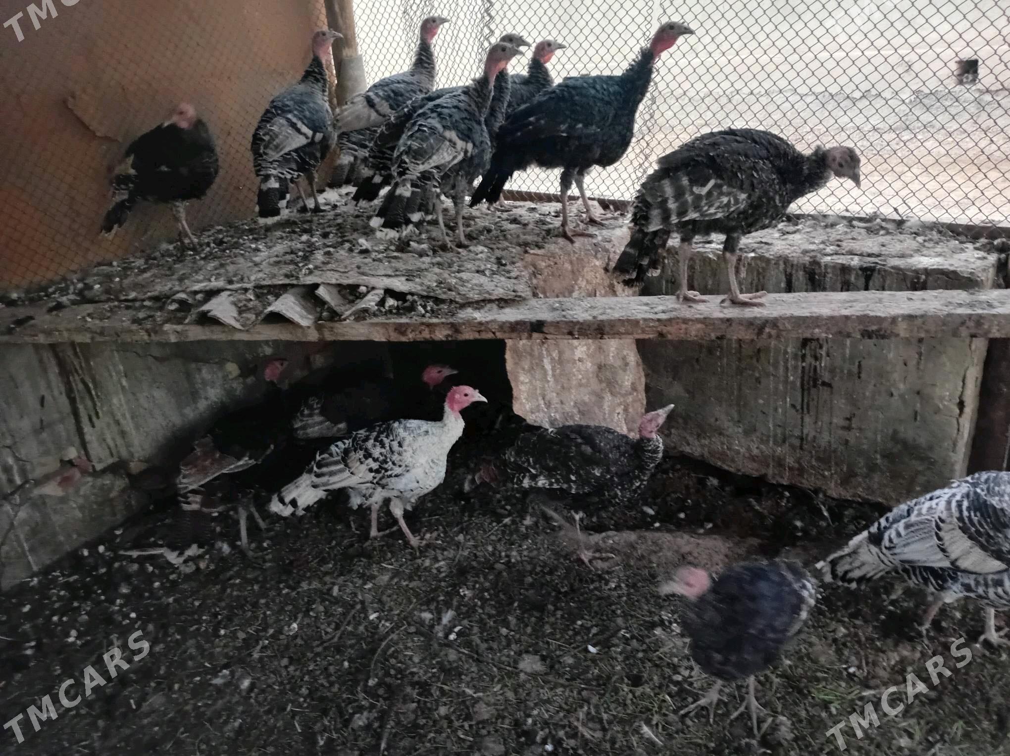 Induk - Türkmengala - img 2