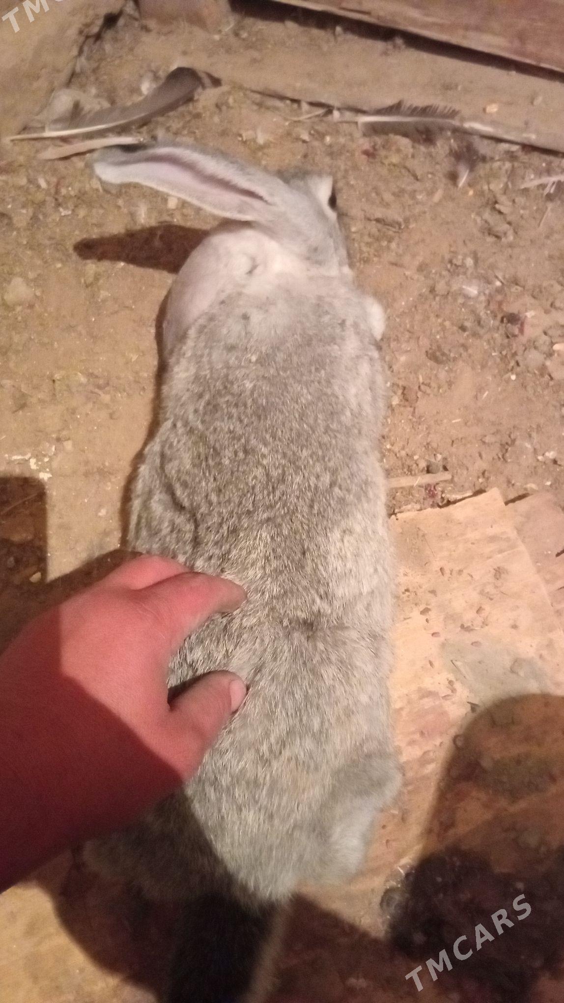 Welikan towşan - Gyzylarbat - img 4