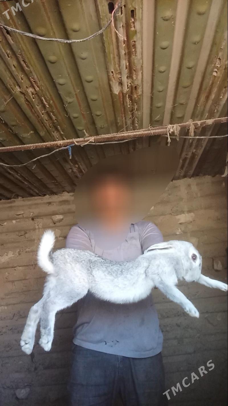 Welikan towşan - Gyzylarbat - img 1