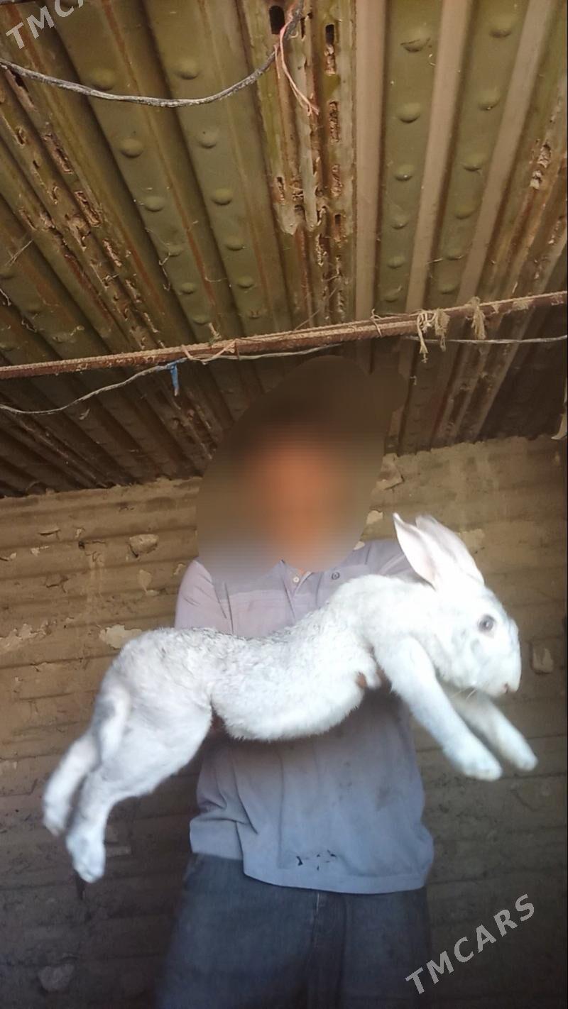 Welikan towşan - Gyzylarbat - img 2