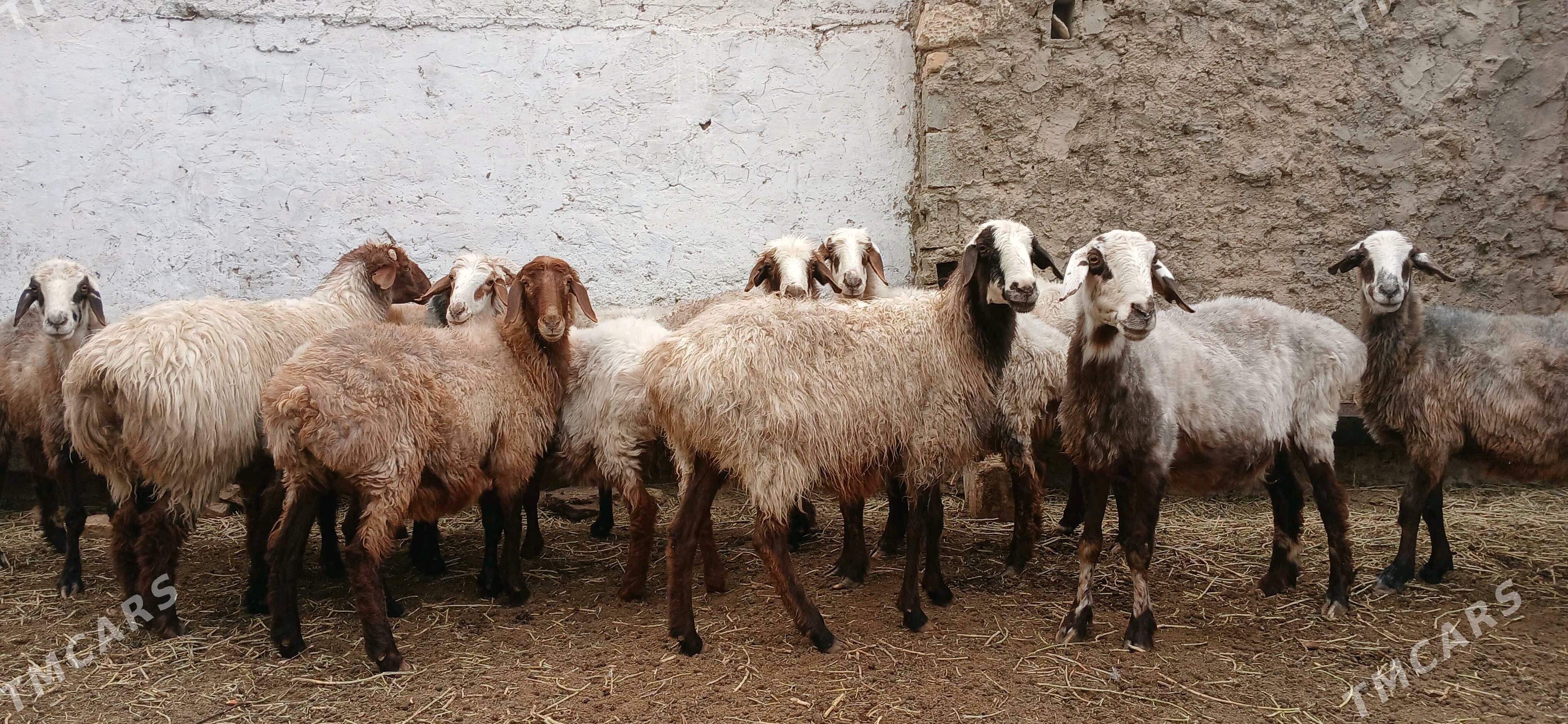 goyunlar - Balkanabat - img 2