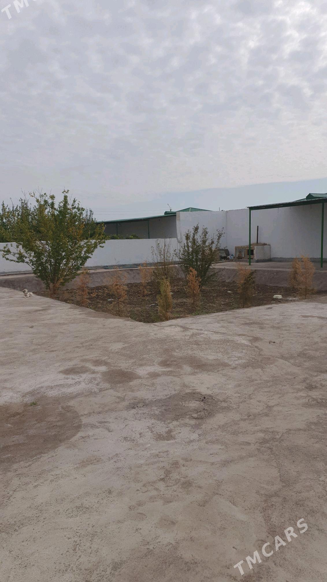 Satlyk jay - Кёнеургенч - img 4