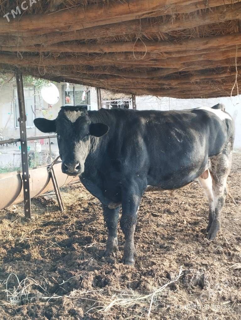 Arassa Golisteyin okuz - Фарап - img 6