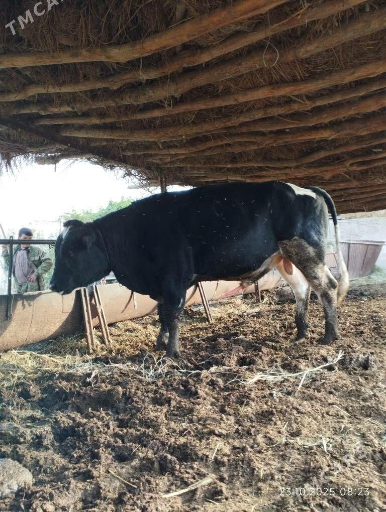 Arassa Golisteyin okuz - Фарап - img 3