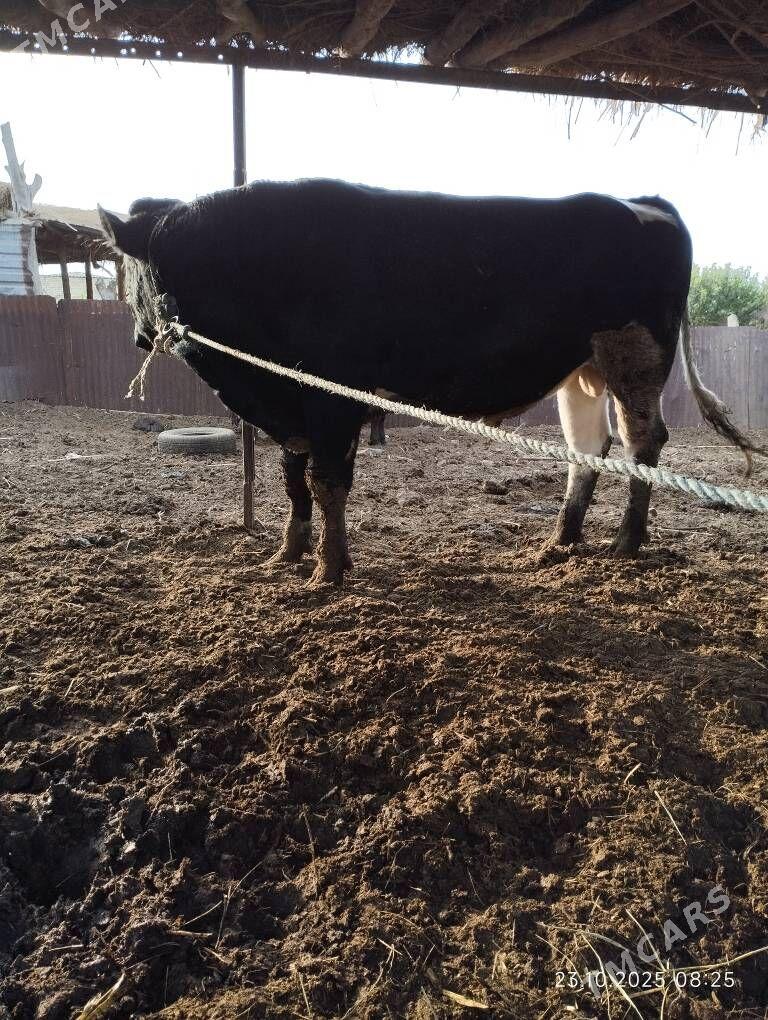 Arassa Golisteyin okuz - Фарап - img 4