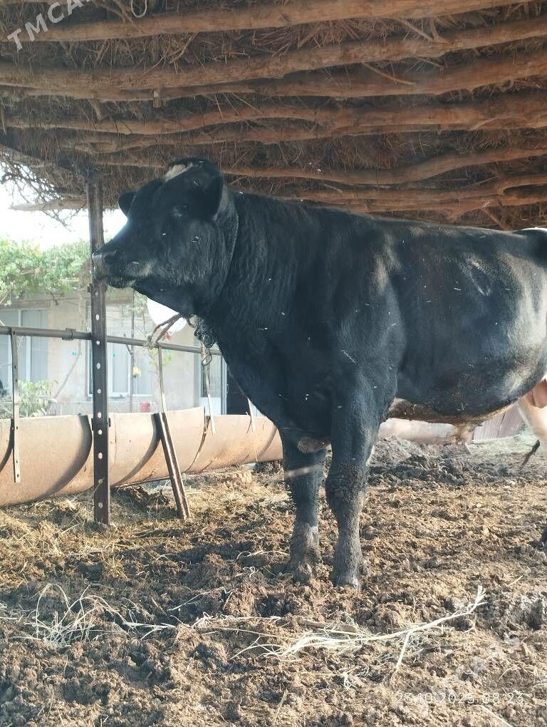 Arassa Golisteyin okuz - Фарап - img 2