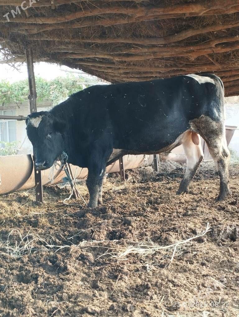 Arassa Golisteyin okuz - Фарап - img 9