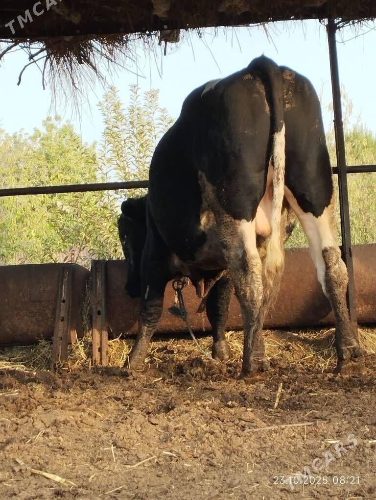 Arassa Golisteyin okuz - Фарап - img 1