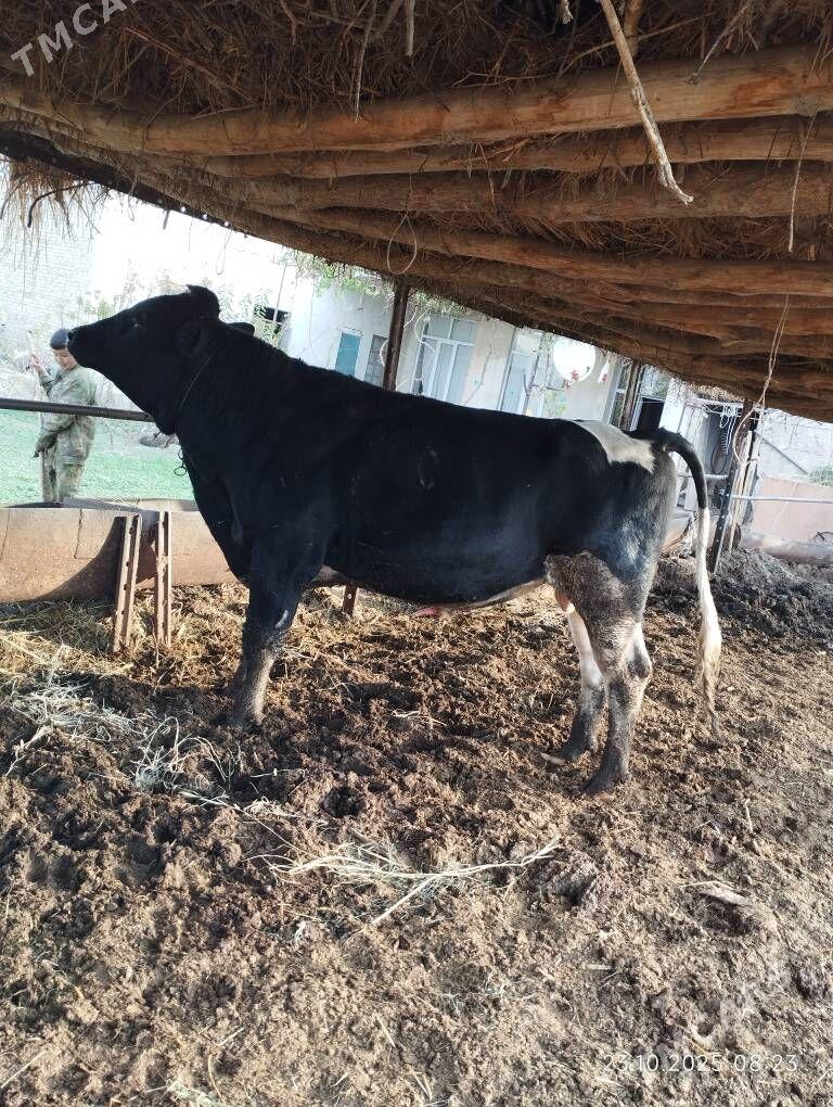 Arassa Golisteyin okuz - Фарап - img 7