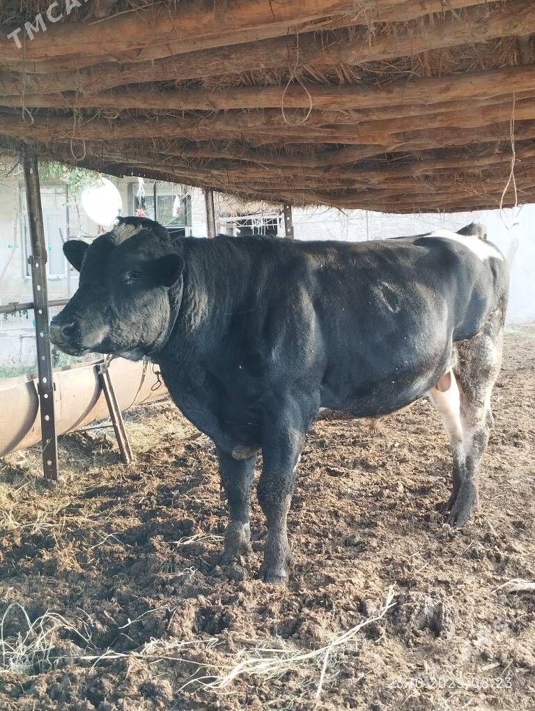 Arassa Golisteyin okuz - Фарап - img 8