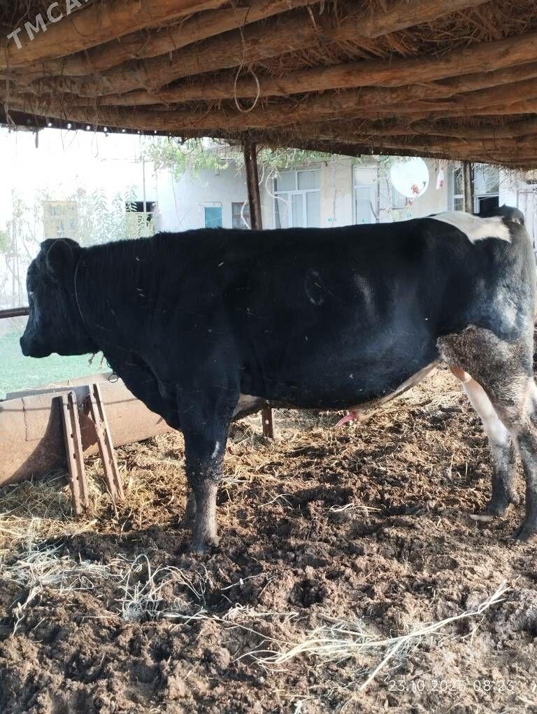 Arassa Golisteyin okuz - Фарап - img 5