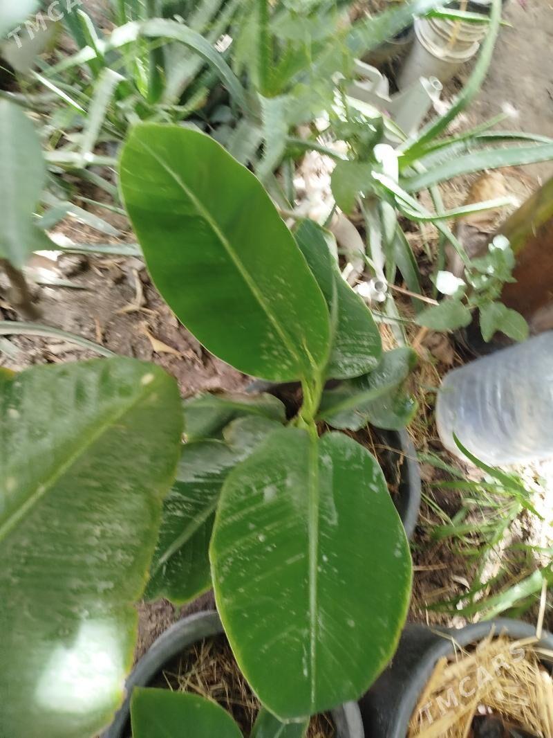 Саженцы банана - Туркменабат - img 3