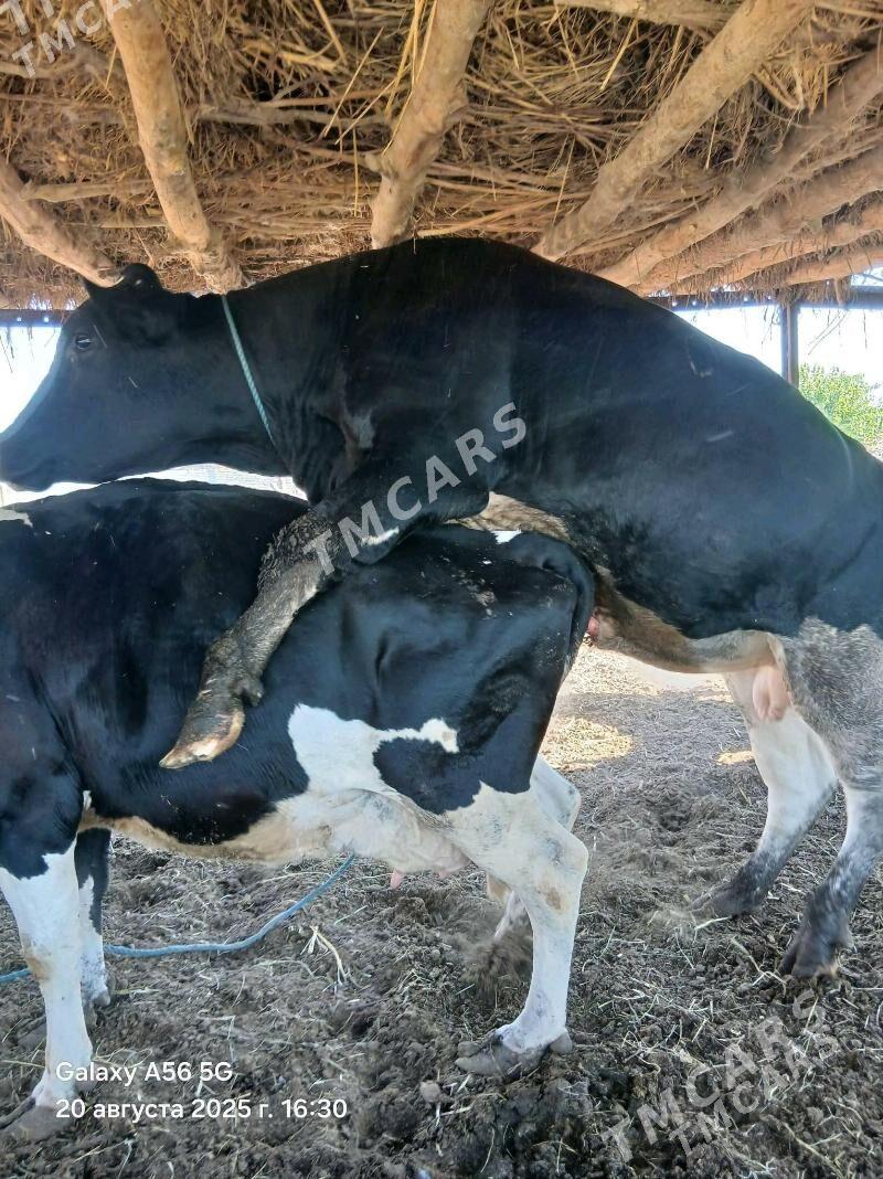 Arassa Golisteyin okuz - Фарап - img 10