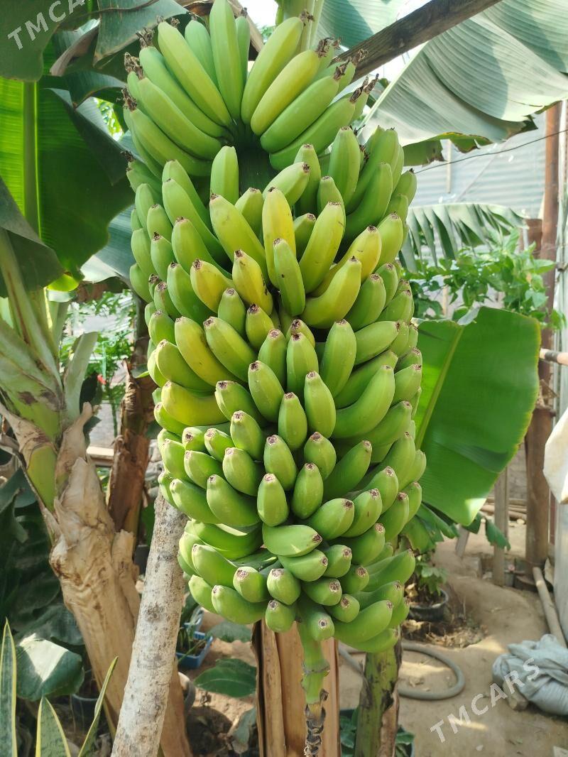 Саженцы банана - Туркменабат - img 7