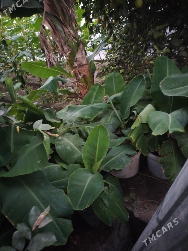 Саженцы банана - Türkmenabat - img 1