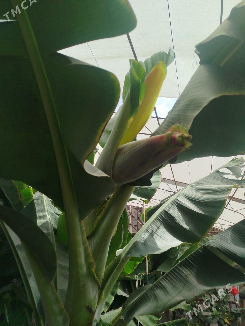 Саженцы банана - Туркменабат - img 2