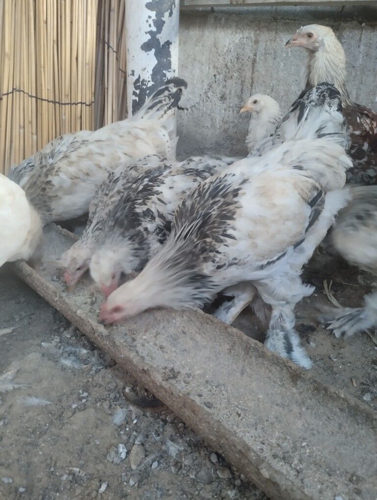 брама.жужэ.арегинал - Garadamak - img 9