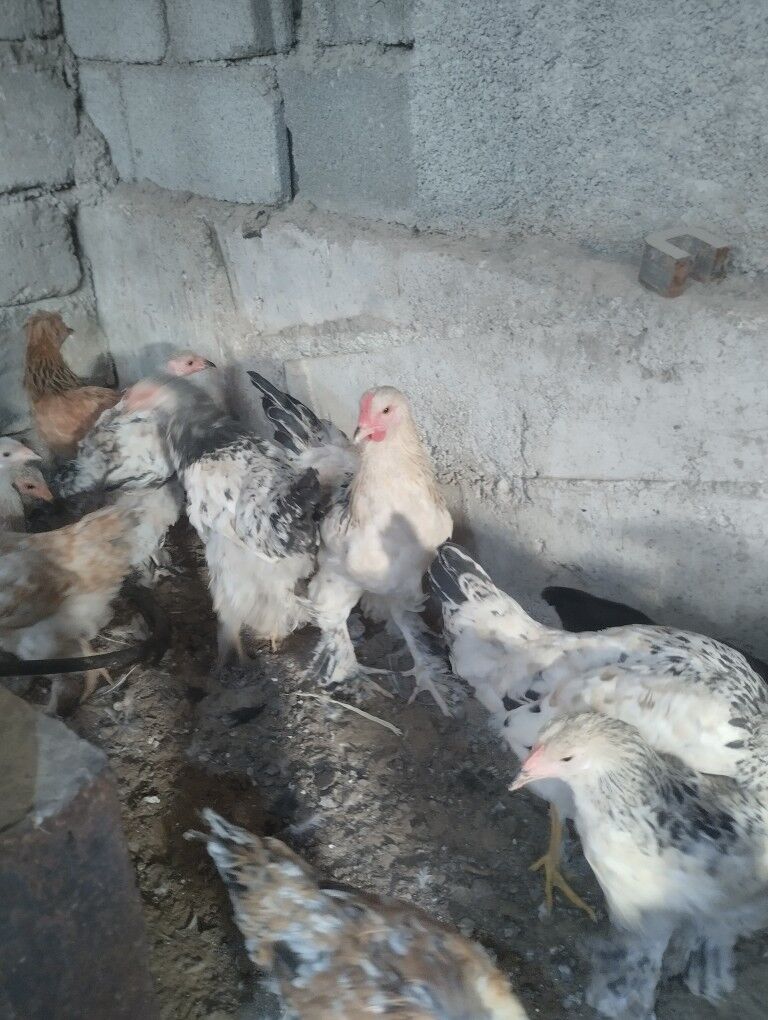 брама.жужэ.арегинал - Garadamak - img 8