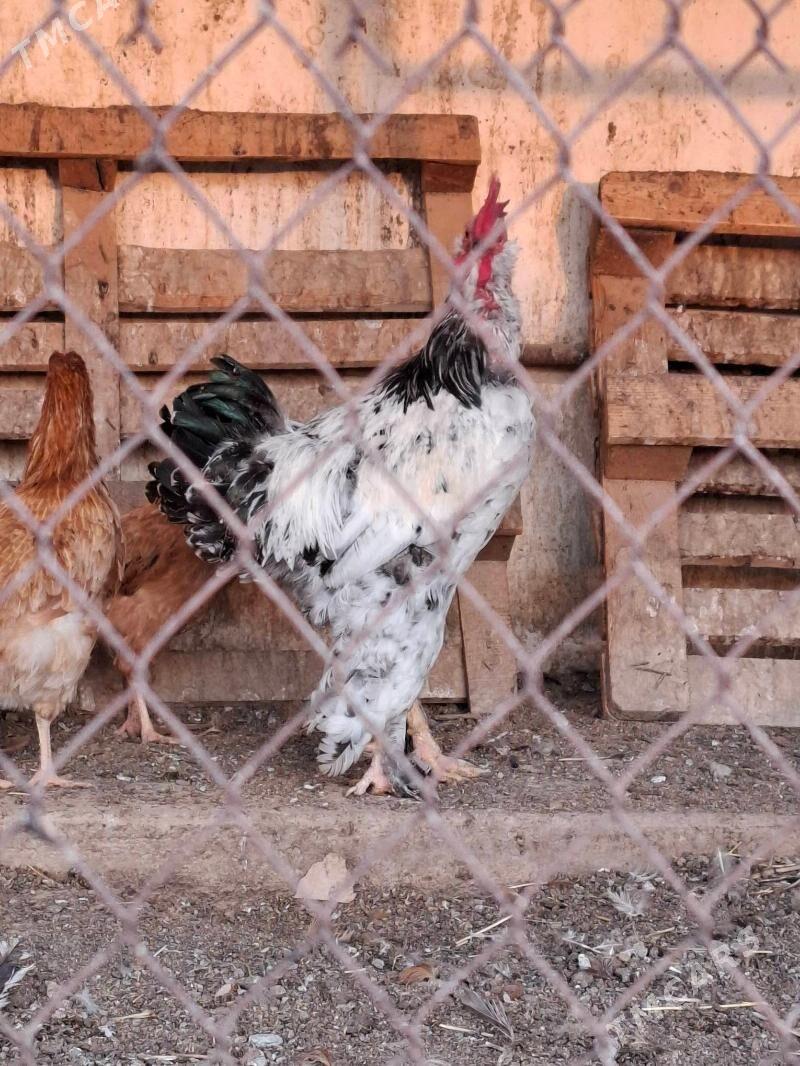 brama horaz. towuk - Ak bugdaý etraby - img 1