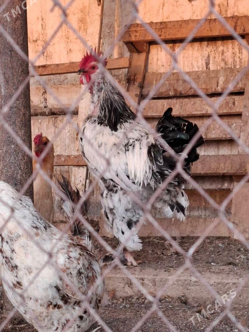 brama horaz. towuk - Ak bugdaý etraby - img 2