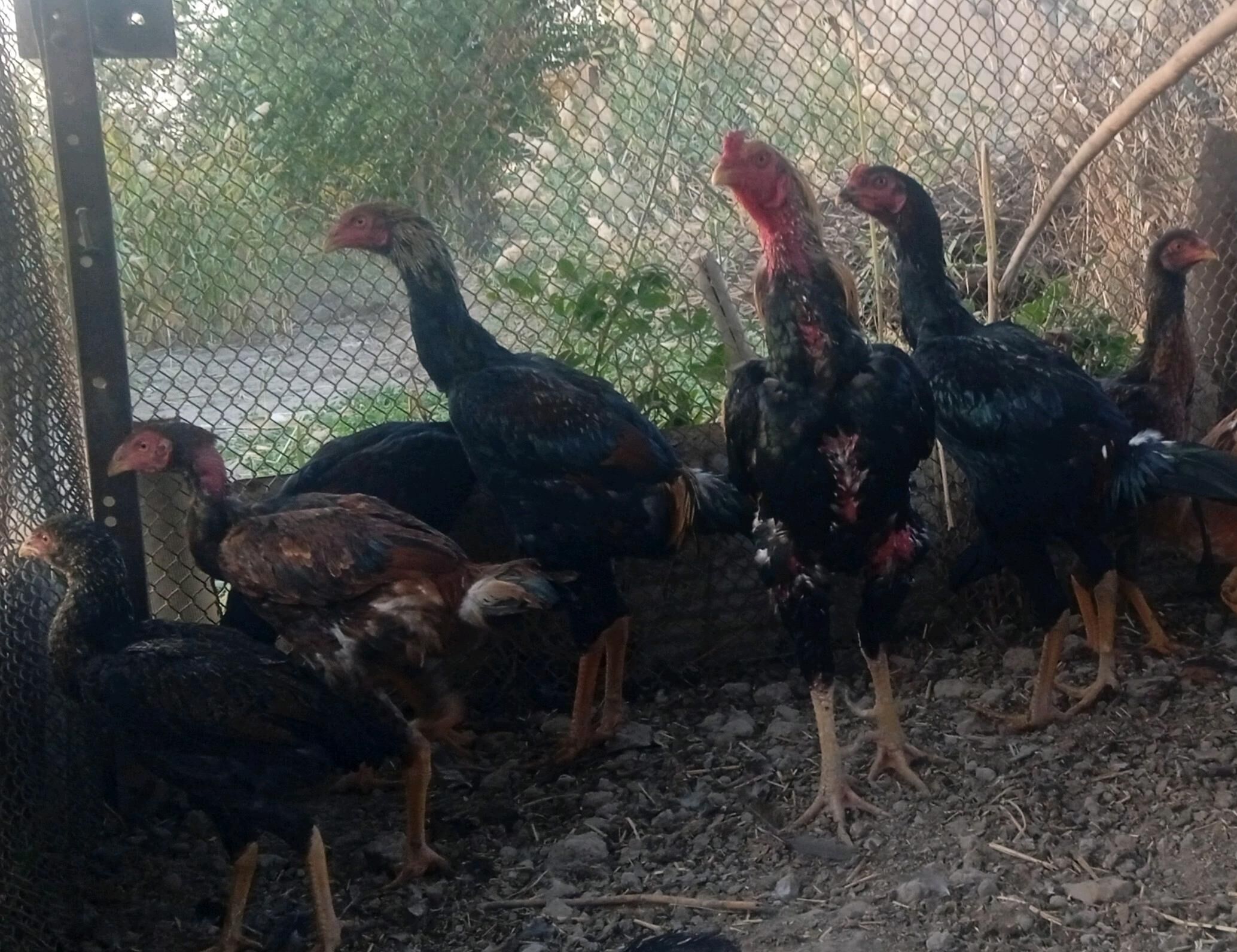 horaz maki jujeler - Акдепе - img 2