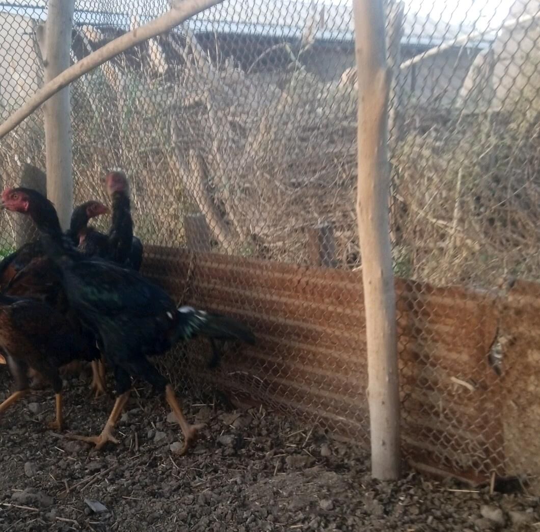 horaz maki jujeler - Акдепе - img 3