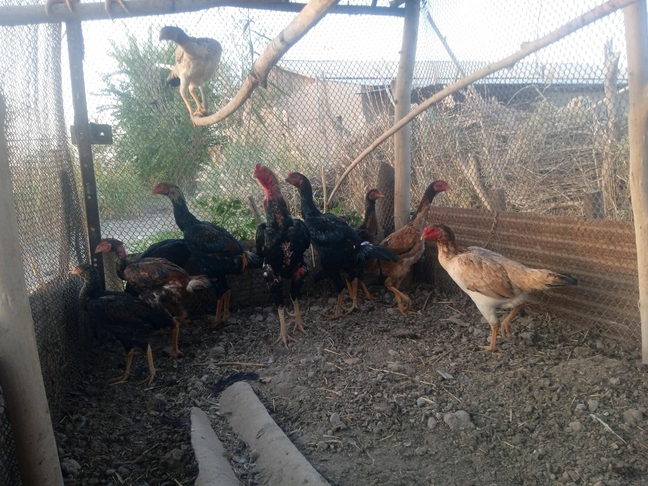 horaz maki jujeler - Акдепе - img 4