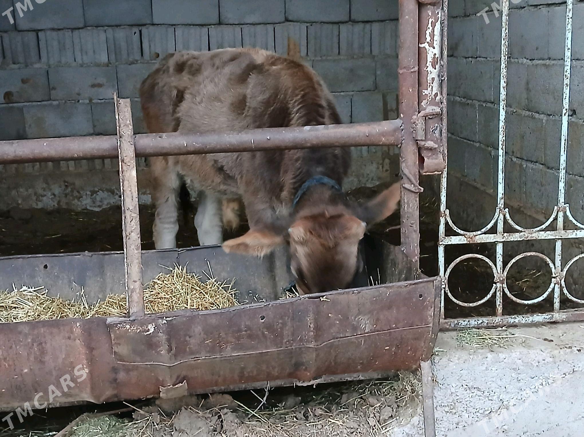 okuz swes - Бузмеин - img 2