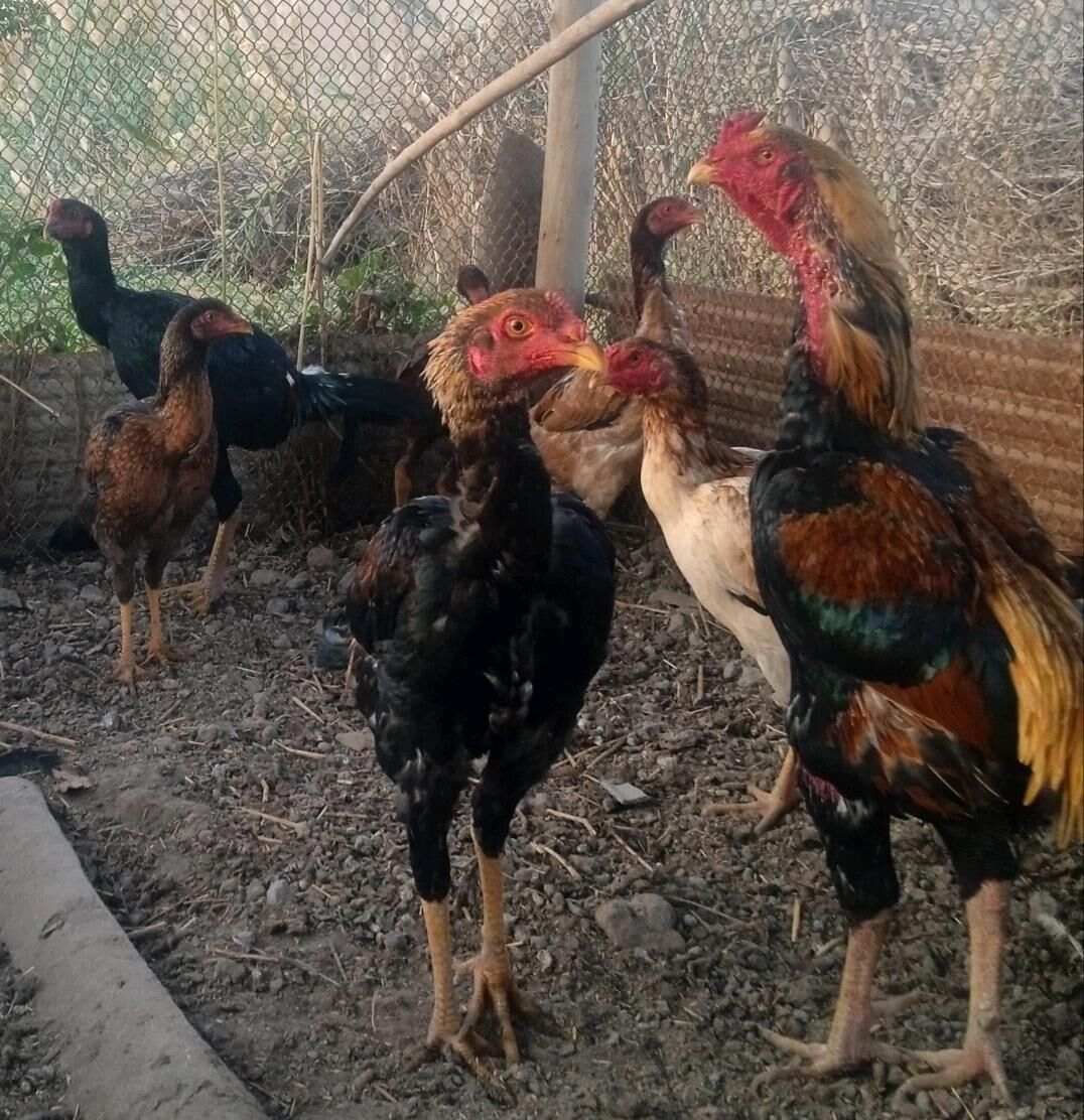 horaz maki jujeler - Акдепе - img 6