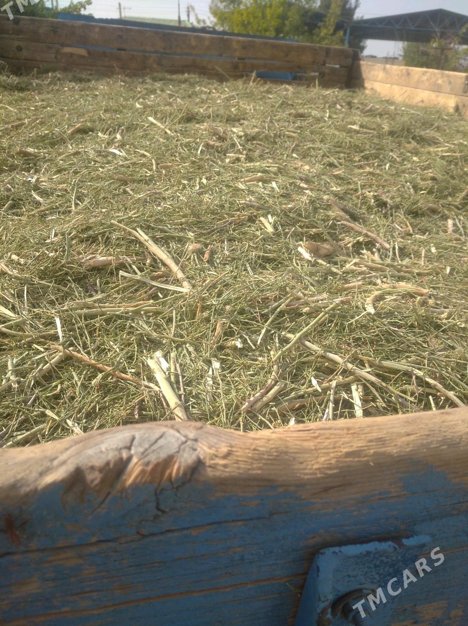 yannak - Gökdepe - img 3