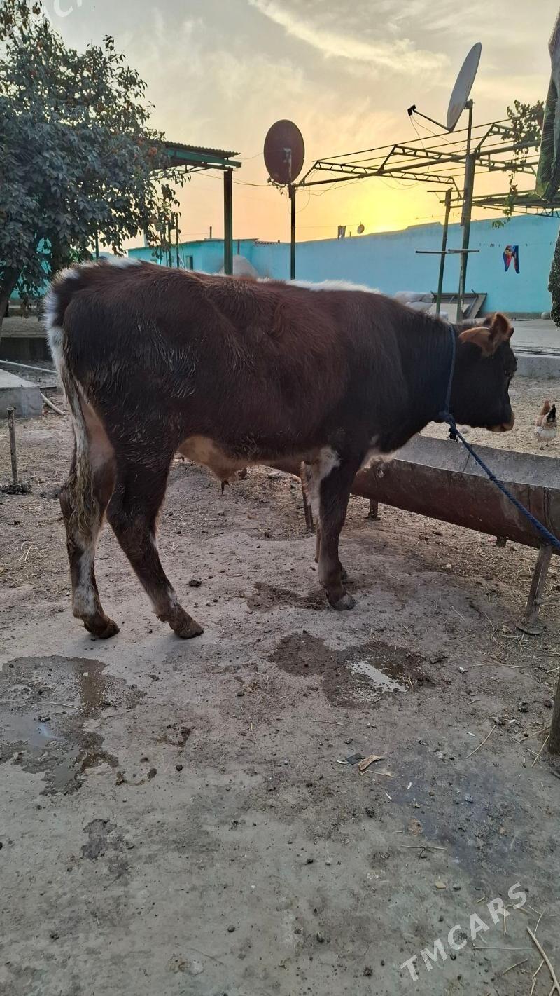 okuzcele - Kaka - img 5