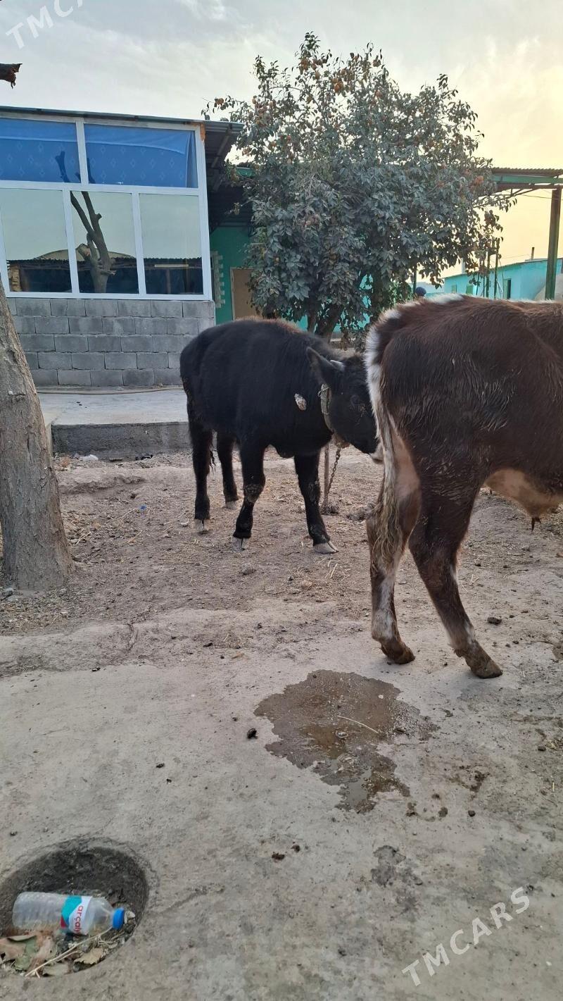 okuzcele - Kaka - img 6