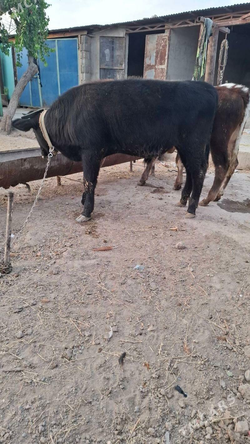 okuzcele - Kaka - img 3