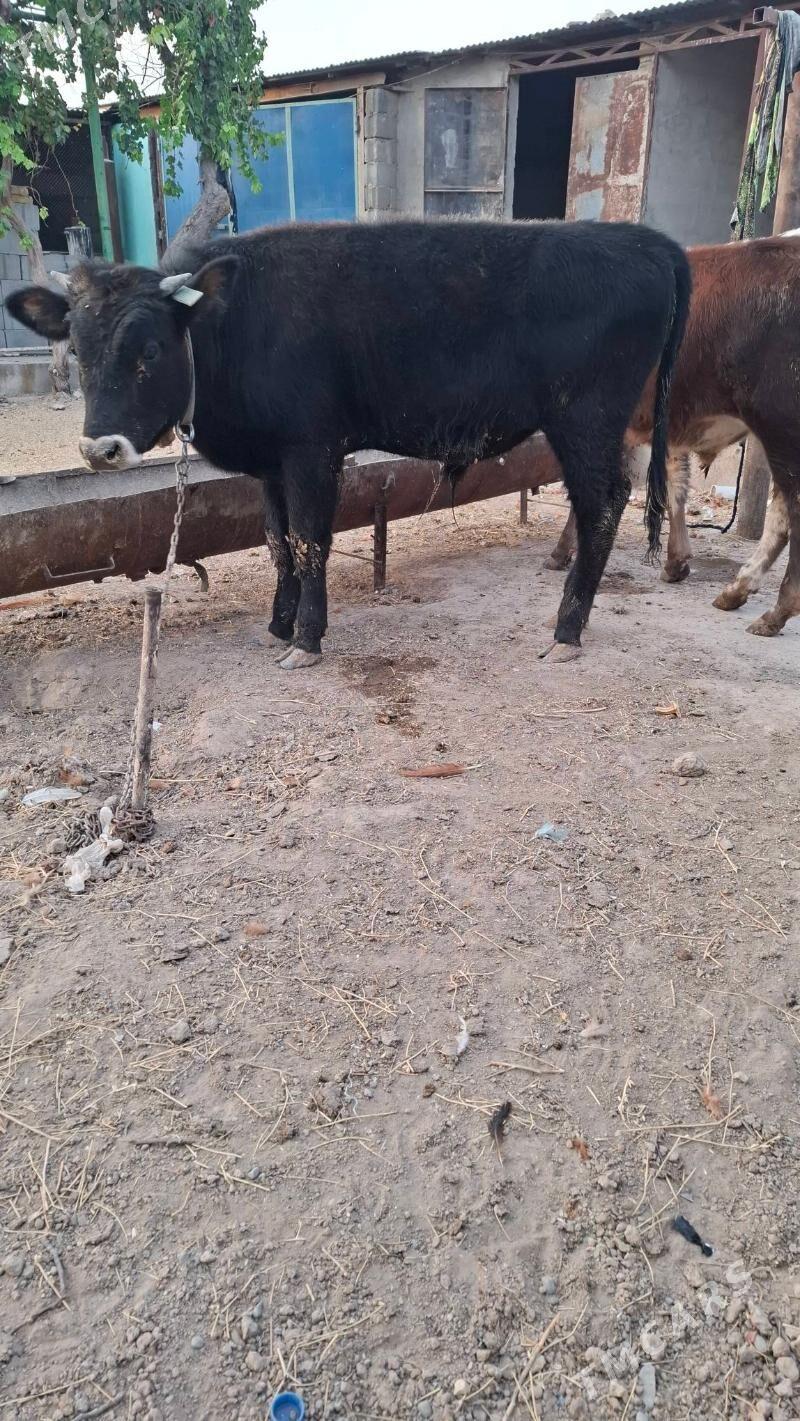 okuzcele - Kaka - img 2