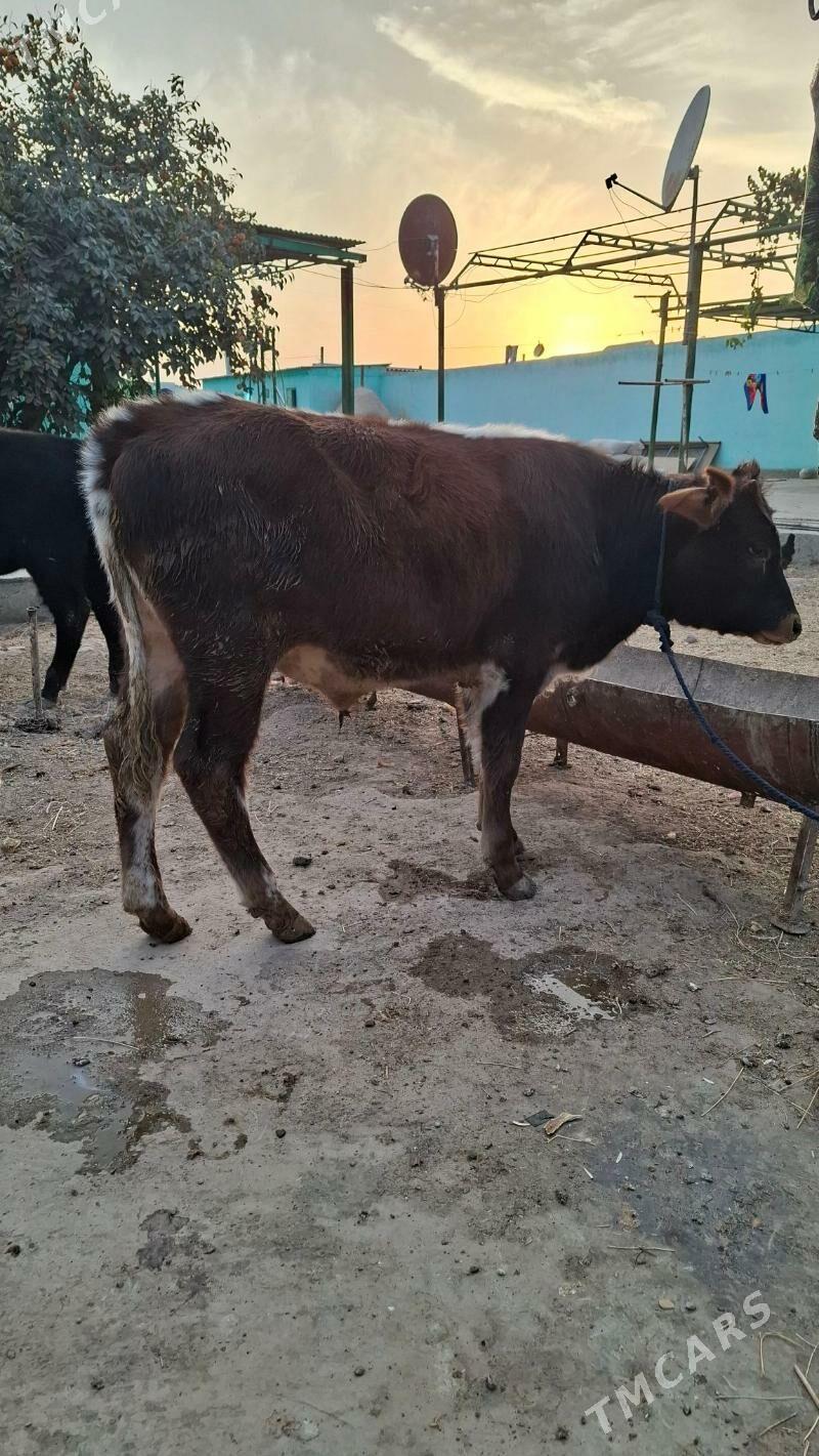 okuzcele - Kaka - img 4