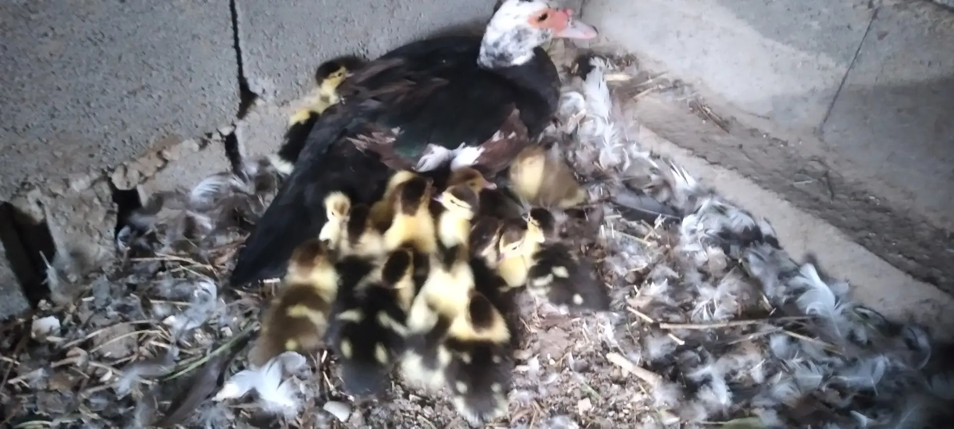 indautga - Gökdepe - img 2