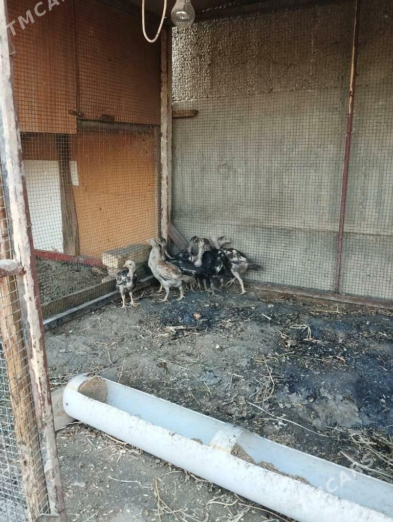 taşkent jüýje - Ашхабад - img 2