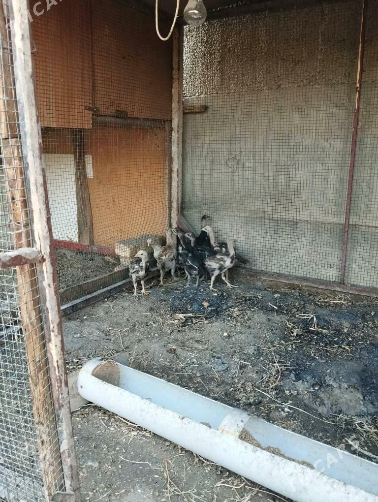 taşkent jüýje - Ашхабад - img 1